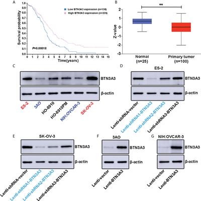 BTN3A3 inhibits the proliferation, migration and invasion of ovarian cancer cells by regulating ERK1/2 phosphorylation